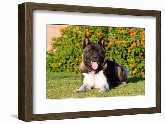 Akita Looking at You-Zandria Muench Beraldo-Framed Photographic Print