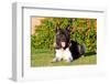 Akita Looking at You-Zandria Muench Beraldo-Framed Photographic Print