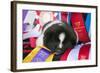Akita Puppy Dreams-Zandria Muench Beraldo-Framed Photographic Print