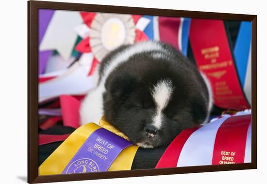 Akita Puppy Dreams-Zandria Muench Beraldo-Framed Photographic Print