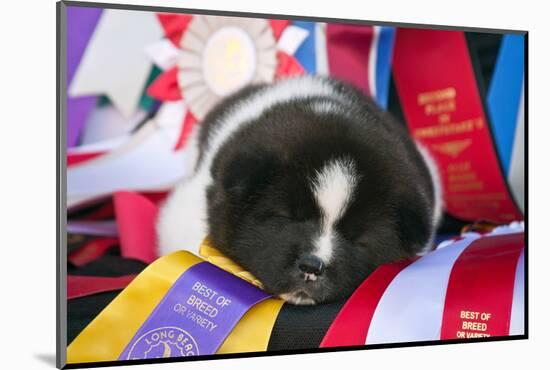 Akita Puppy Dreams-Zandria Muench Beraldo-Mounted Photographic Print