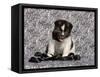 Akita Puppy Sitting in Black and White-Zandria Muench Beraldo-Framed Stretched Canvas