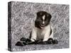 Akita Puppy Sitting in Black and White-Zandria Muench Beraldo-Stretched Canvas