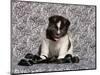 Akita Puppy Sitting in Black and White-Zandria Muench Beraldo-Mounted Photographic Print