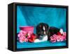 Akita Puppy with Flowers-Zandria Muench Beraldo-Framed Stretched Canvas