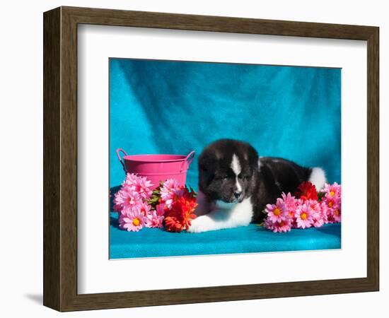 Akita Puppy with Flowers-Zandria Muench Beraldo-Framed Photographic Print