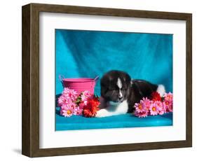 Akita Puppy with Flowers-Zandria Muench Beraldo-Framed Photographic Print