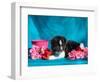 Akita Puppy with Flowers-Zandria Muench Beraldo-Framed Photographic Print