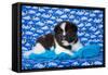 Akita Puppy with Moons and Stars-Zandria Muench Beraldo-Framed Stretched Canvas