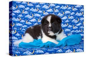 Akita Puppy with Moons and Stars-Zandria Muench Beraldo-Stretched Canvas