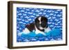 Akita Puppy with Moons and Stars-Zandria Muench Beraldo-Framed Photographic Print