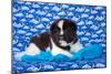 Akita Puppy with Moons and Stars-Zandria Muench Beraldo-Mounted Photographic Print