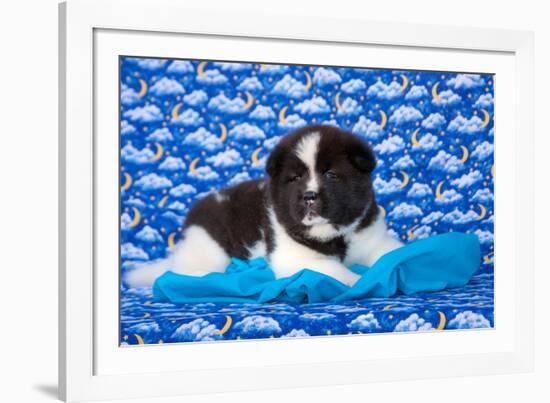 Akita Puppy with Moons and Stars-Zandria Muench Beraldo-Framed Photographic Print