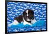 Akita Puppy with Moons and Stars-Zandria Muench Beraldo-Framed Photographic Print