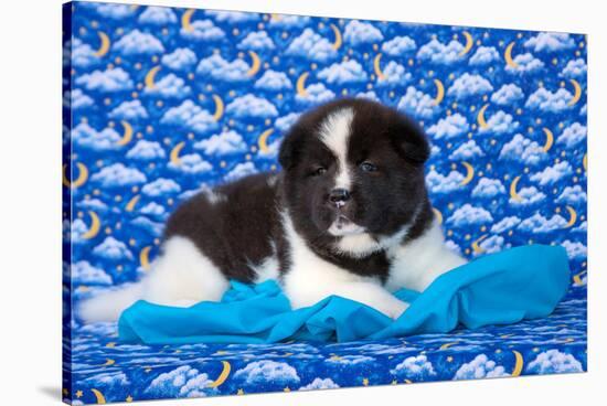 Akita Puppy with Moons and Stars-Zandria Muench Beraldo-Stretched Canvas