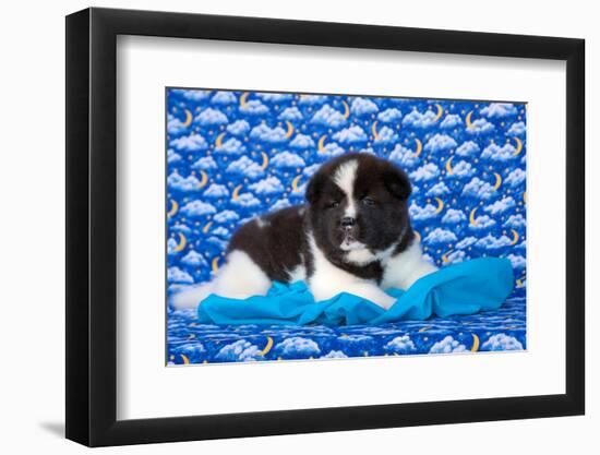 Akita Puppy with Moons and Stars-Zandria Muench Beraldo-Framed Photographic Print