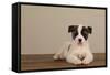 Akita Puppy-DLILLC-Framed Stretched Canvas