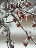 A Fruit Tree is Covered in Ice Monday, January 15, 2007-Al Maglio-Laminated Photographic Print