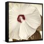 Alabaster Hibiscus-Mindy Sommers-Framed Stretched Canvas