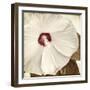 Alabaster Hibiscus-Mindy Sommers-Framed Giclee Print