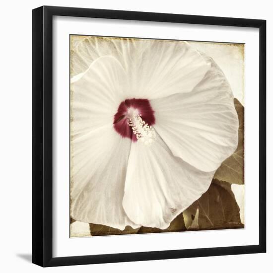 Alabaster Hibiscus-Mindy Sommers-Framed Giclee Print