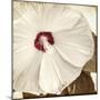 Alabaster Hibiscus-Mindy Sommers-Mounted Giclee Print