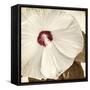 Alabaster Hibiscus-Mindy Sommers-Framed Stretched Canvas