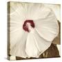 Alabaster Hibiscus-Mindy Sommers-Stretched Canvas