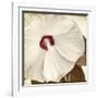 Alabaster Hibiscus-Mindy Sommers-Framed Giclee Print