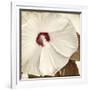 Alabaster Hibiscus-Mindy Sommers-Framed Giclee Print