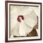 Alabaster Hibiscus-Mindy Sommers-Framed Giclee Print