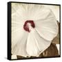 Alabaster Hibiscus-Mindy Sommers-Framed Stretched Canvas