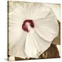 Alabaster Hibiscus-Mindy Sommers-Stretched Canvas