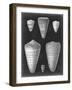 Alabaster Shells I-Vision Studio-Framed Art Print