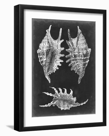 Alabaster Shells V-Vision Studio-Framed Art Print