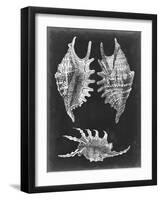 Alabaster Shells V-Vision Studio-Framed Art Print