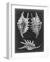 Alabaster Shells V-Vision Studio-Framed Art Print