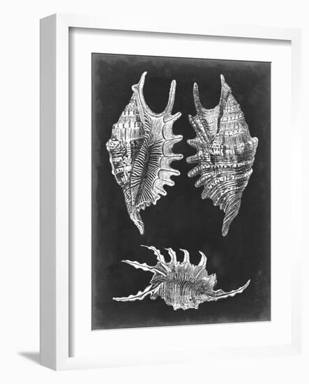 Alabaster Shells V-Vision Studio-Framed Art Print