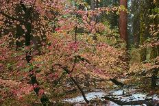 Dogwoods & Sequoia-Alain Thomas-Stretched Canvas