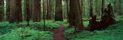 Redwoods Path-Alain Thomas-Stretched Canvas