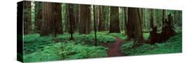 Stretched Canvas
