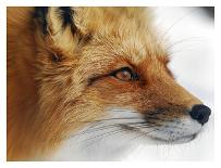 Foxy Lady-Alain Turgeon-Framed Stretched Canvas