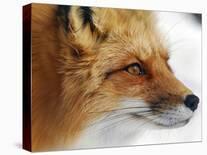 Foxy Lady-Alain Turgeon-Laminated Photographic Print