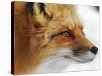 Foxy Lady-Alain Turgeon-Framed Stretched Canvas