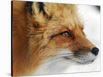 Foxy Lady-Alain Turgeon-Stretched Canvas