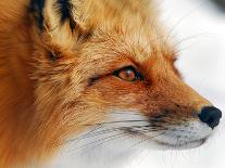 Foxy Lady-Alain Turgeon-Mounted Photographic Print