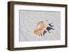 Alamogordo, New Mexico. Shell at White Sands National Monument-Julien McRoberts-Framed Photographic Print