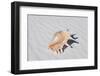 Alamogordo, New Mexico. Shell at White Sands National Monument-Julien McRoberts-Framed Photographic Print