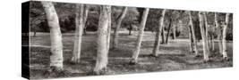 Stretched Canvas