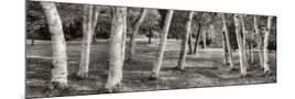 Wood Mount